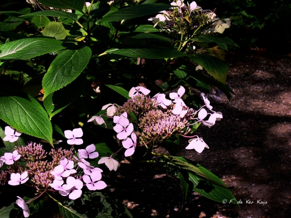 Bois des Moutiers  (64) Summer 2012